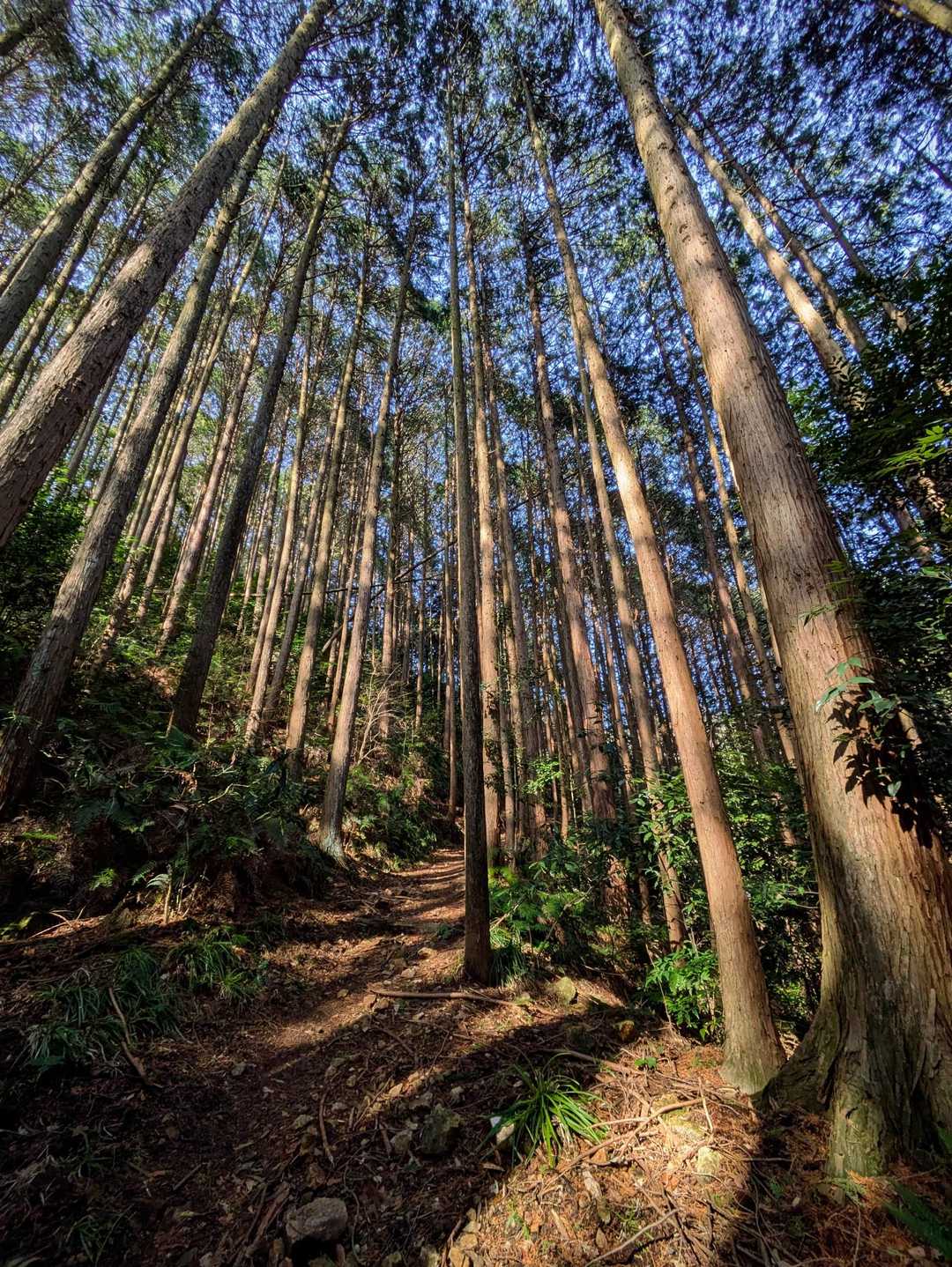 滝畑登山口-ボテ峠-施福寺-猿子城山 周回コースの写真