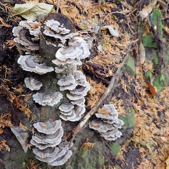 🍄
この辺りで、トミーさんに遭遇しましたよ😊