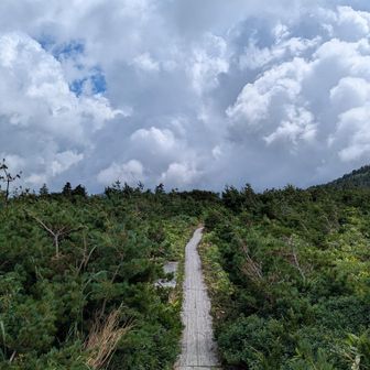 一直線の木道
こういう道大好きです