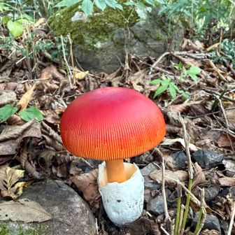 タマゴダケ❤️