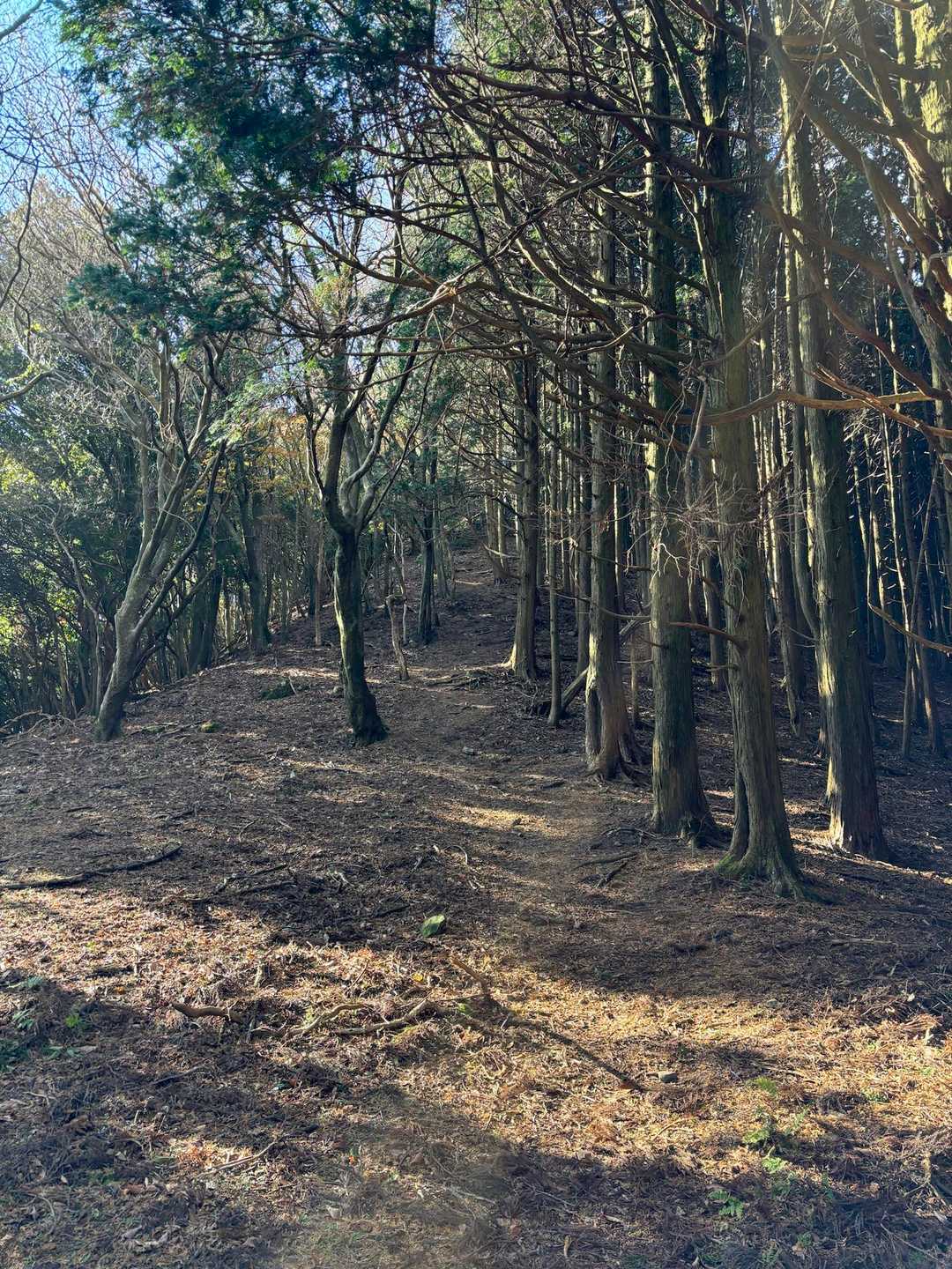 帰り道。木の枝がぶつかり合って声のように聞こえる。