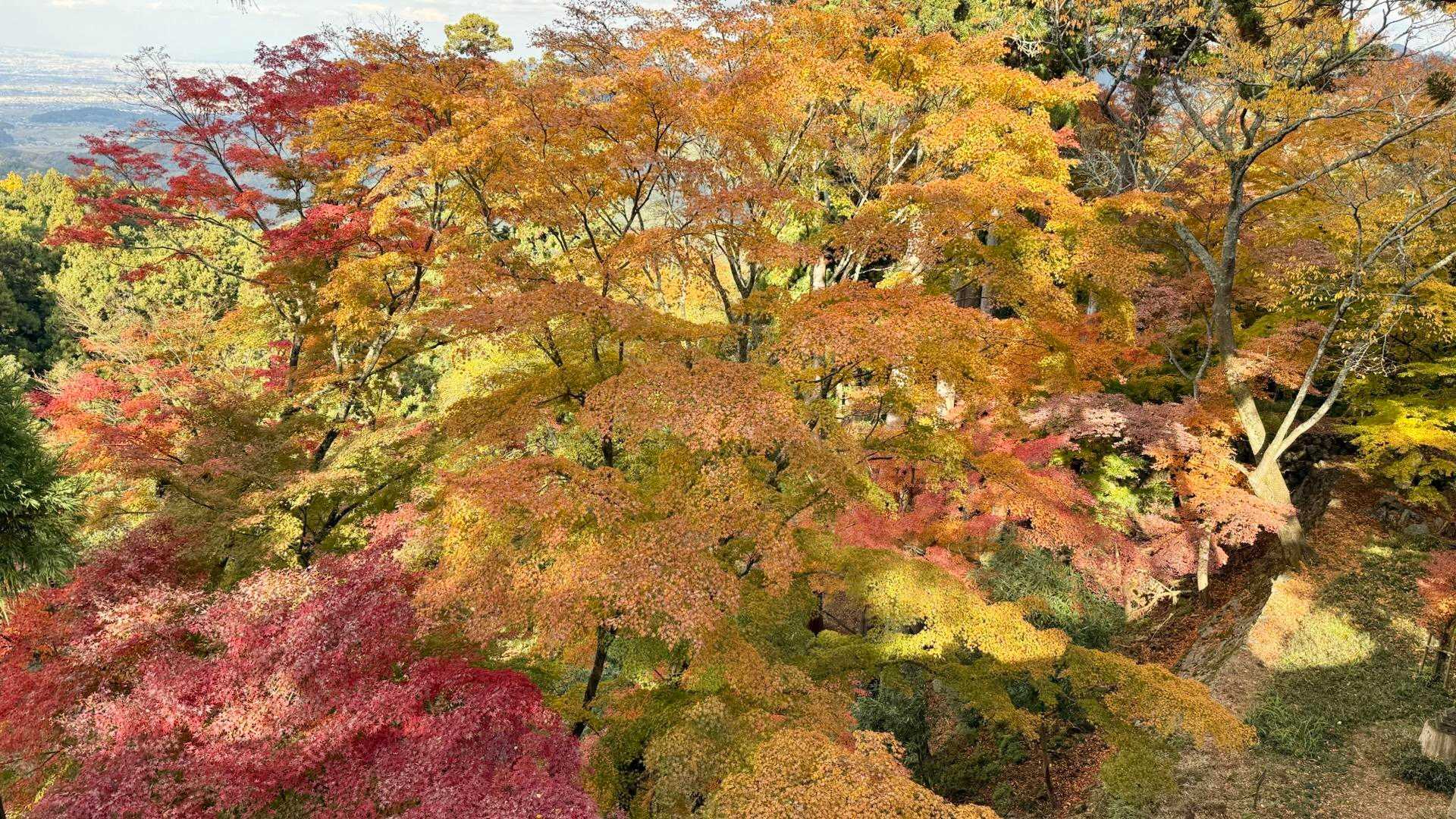 彩鮮やかです🍁💕💕