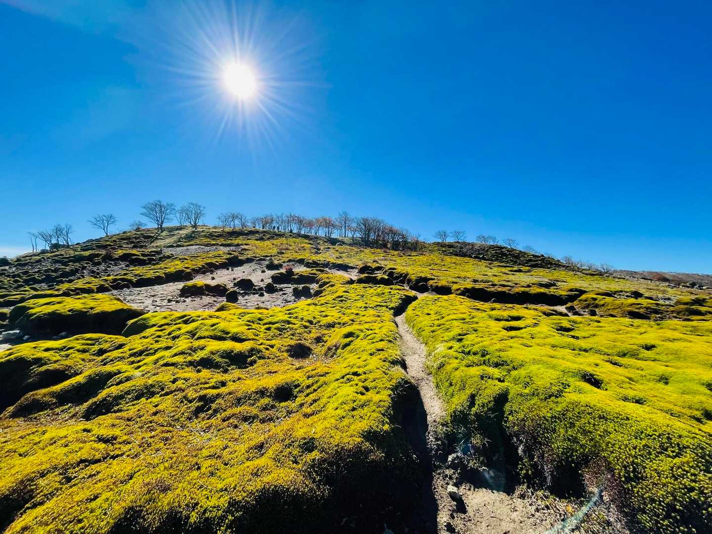 甲津畑登山口-杉峠-杉峠ノ頭-イブネ-クラシ-タイジョウ 周回コースの写真
