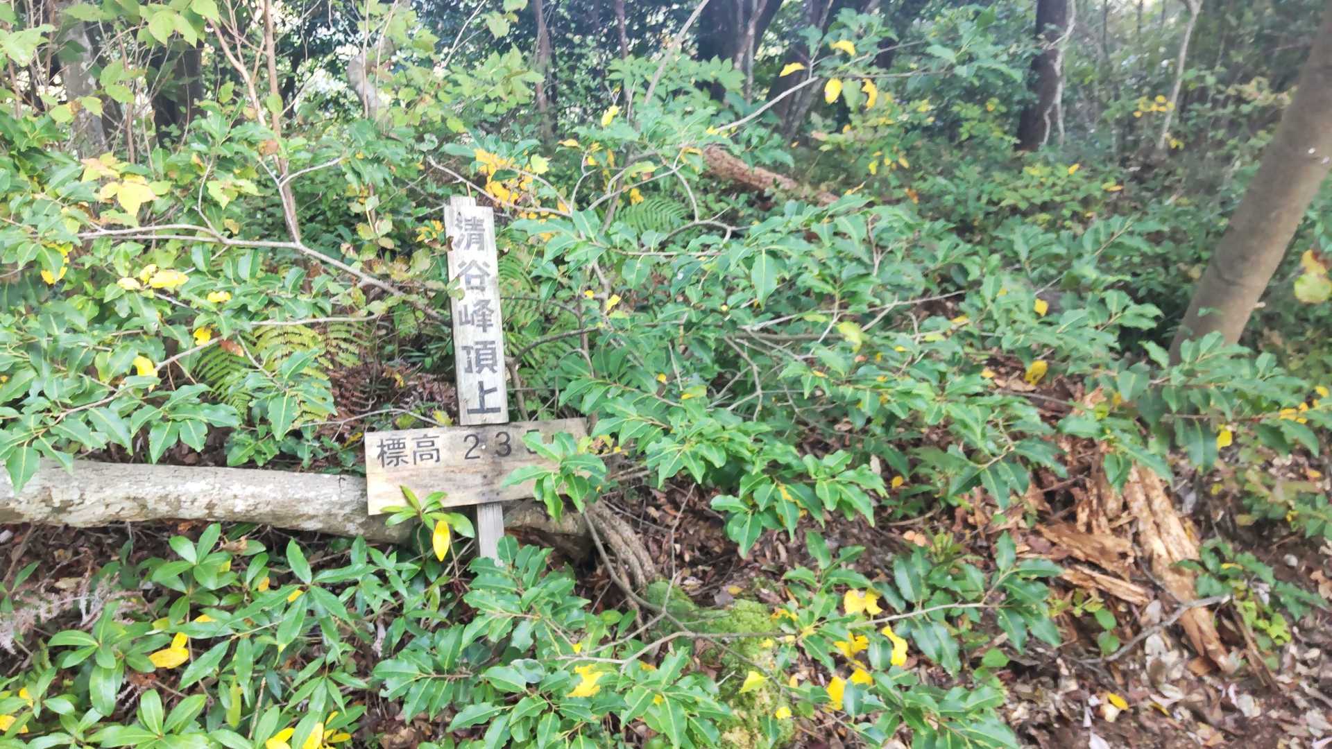 清谷峰🙌🎉