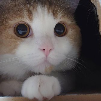 うさぴょん