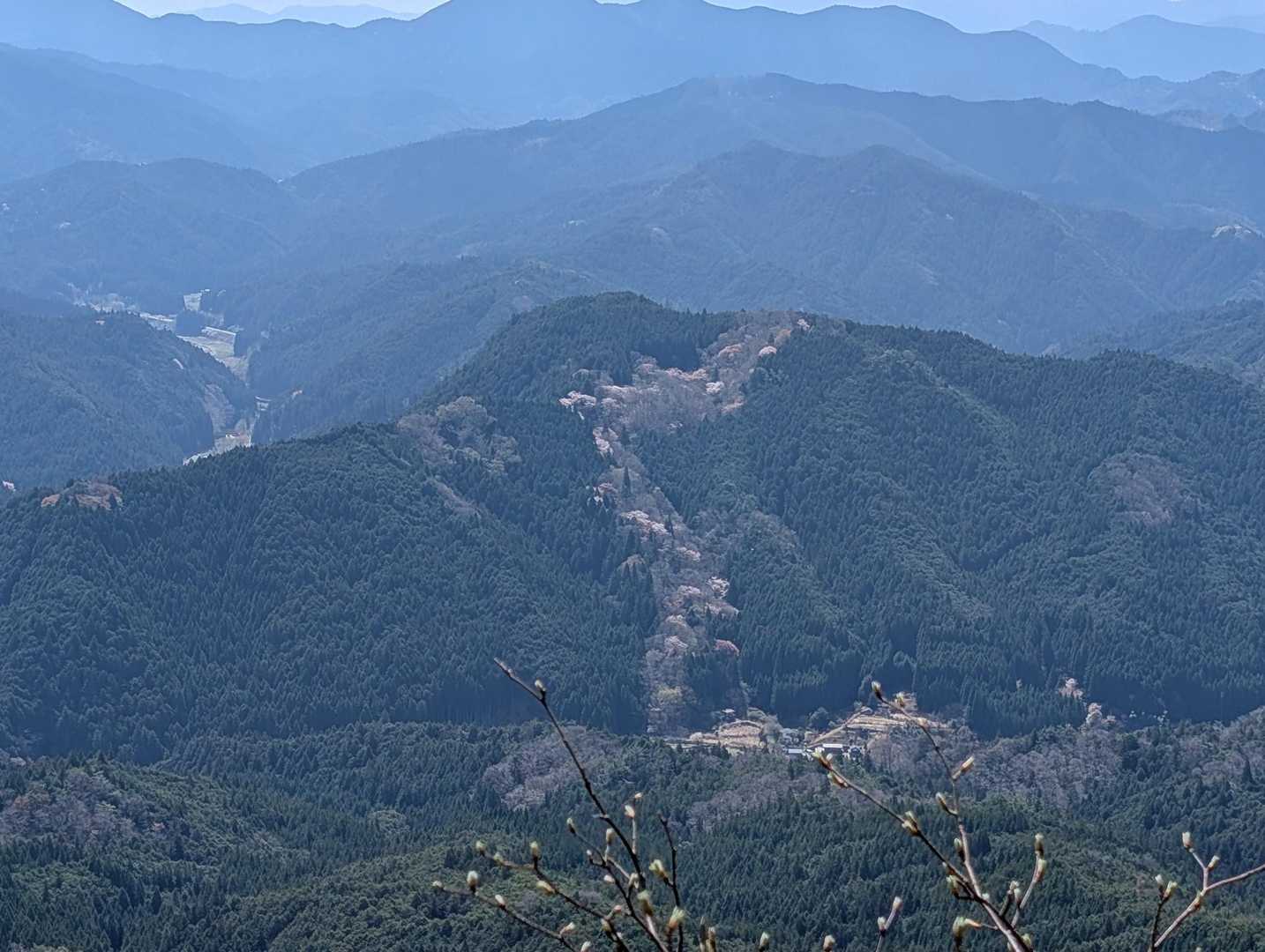 桜の登り龍です🌸🌸