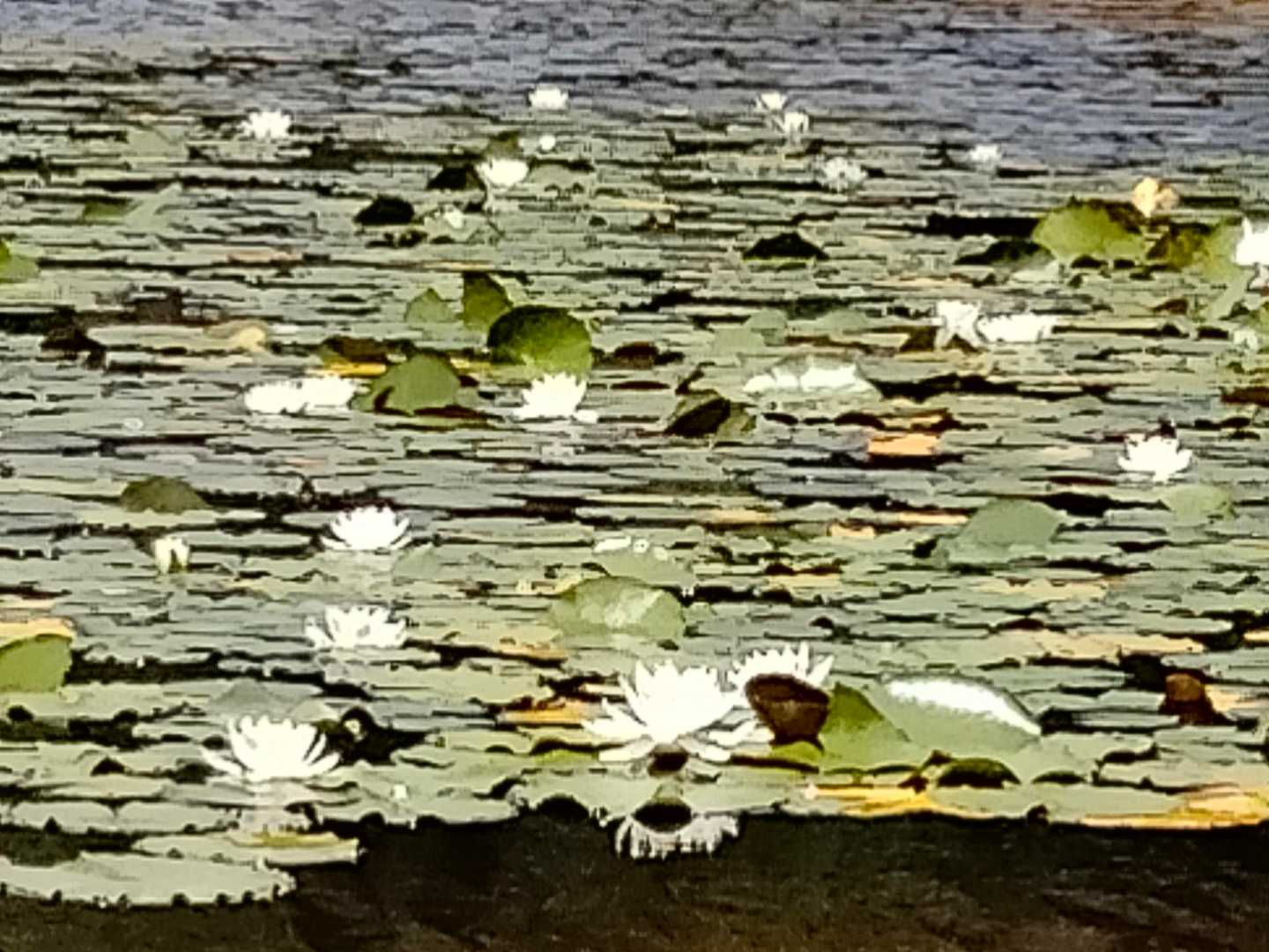 水面いっぱいに咲いていました🪷