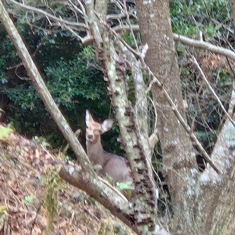 鹿さん