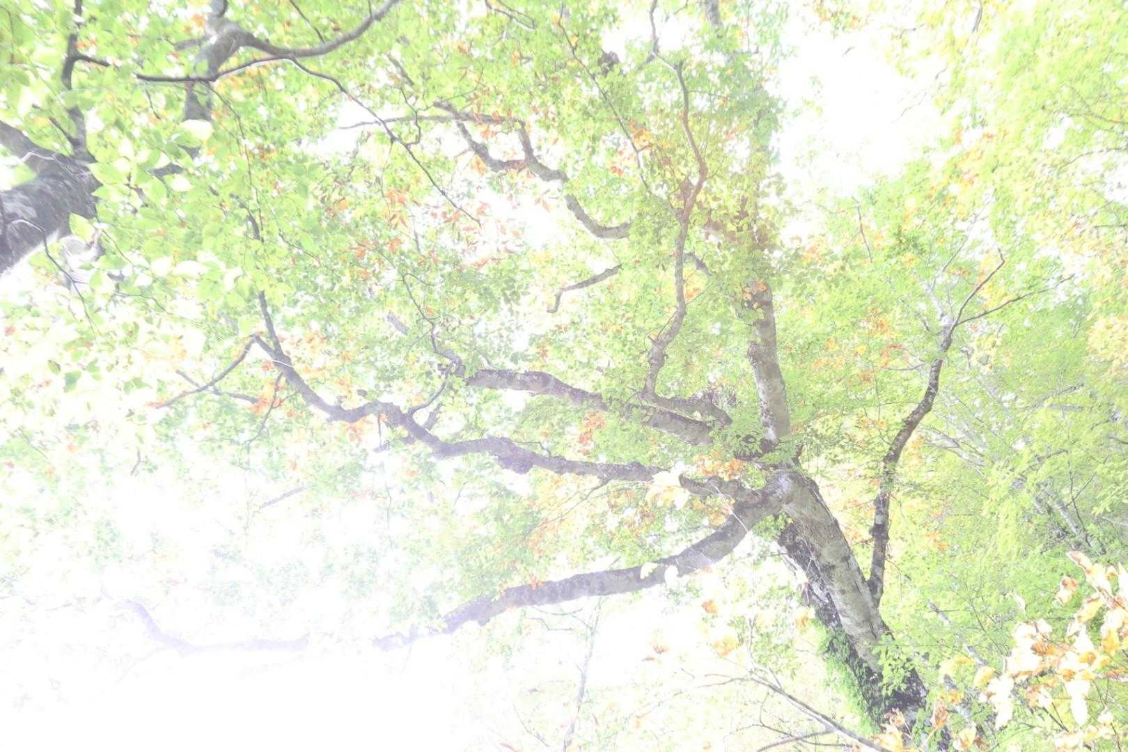 白石スキー場登山口-水引入道 周回コースの写真