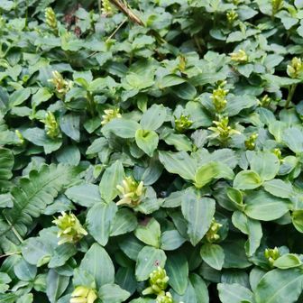 飯盛城跡近くの群生地、アケボノシュスランは順調に花を付けているようです。開花はあと一二週間かな？
知らんけど。