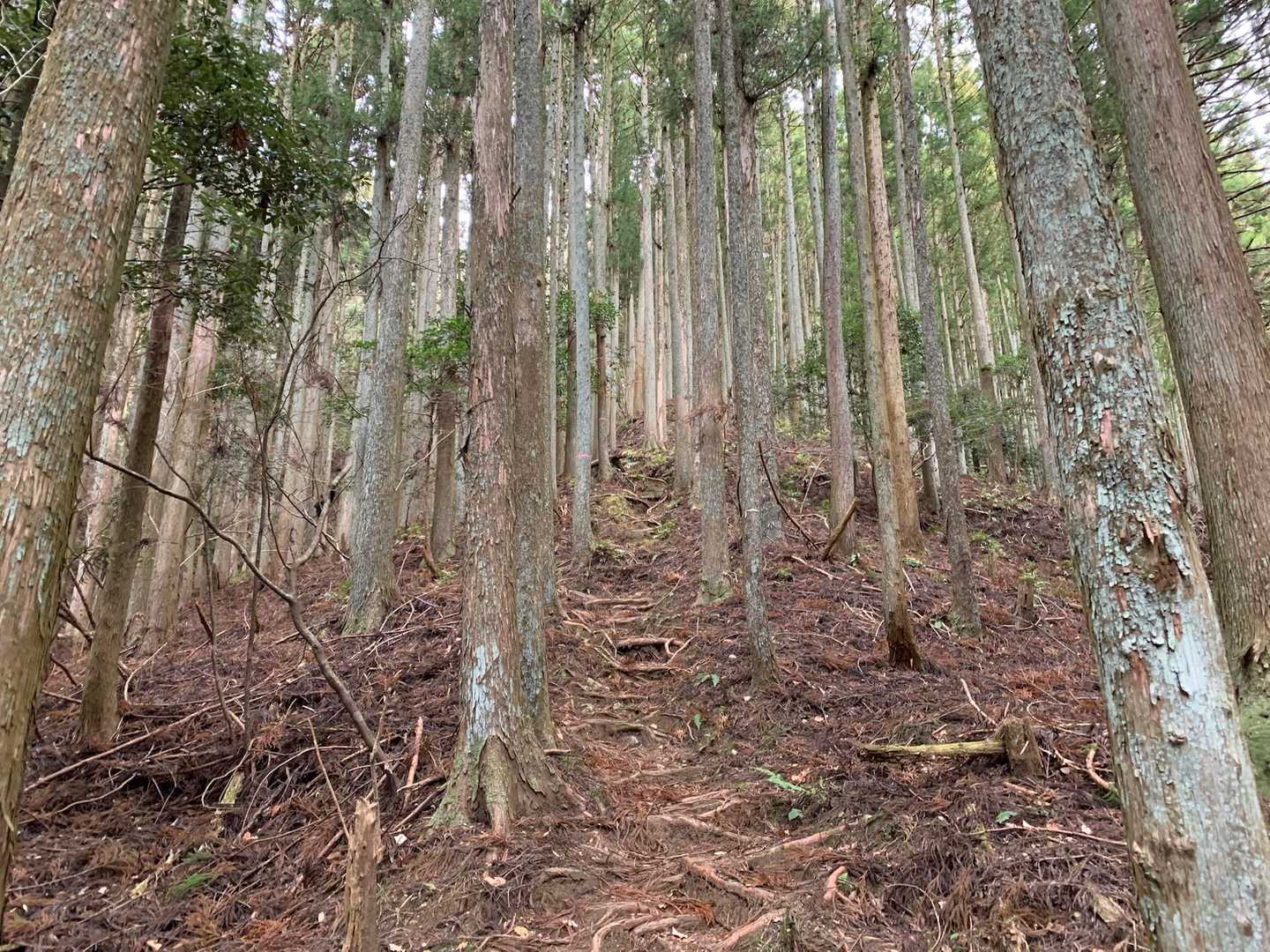 のっけから迷い😓
時間を割いてしまった…急登やし💦