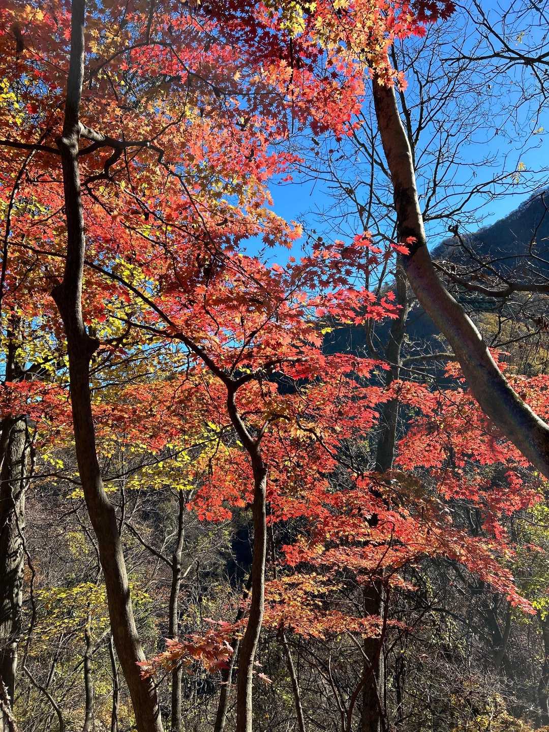 三峯神社 周回コースの写真