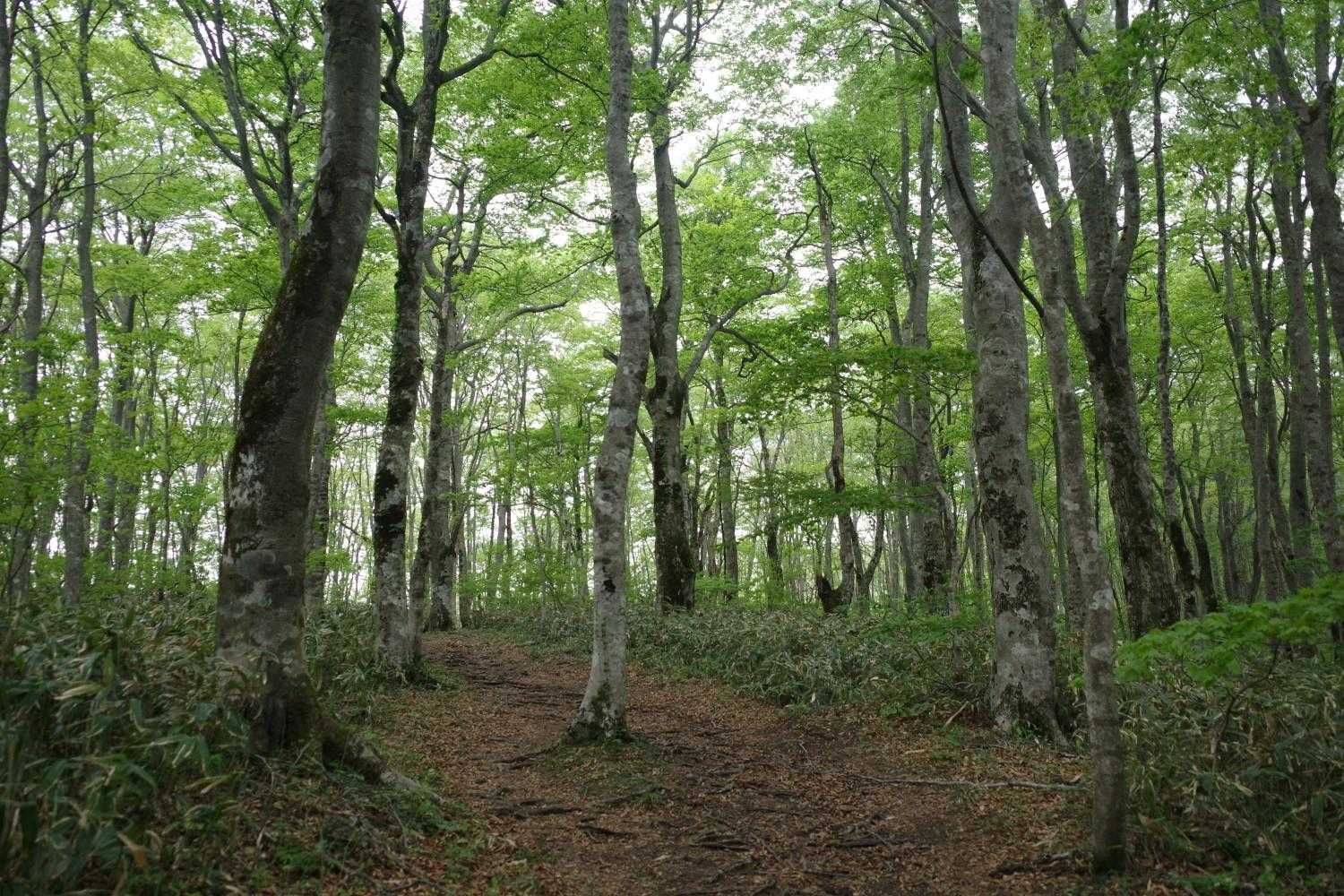秋になると黄葉美しい森になるそうです
地元の登山者より