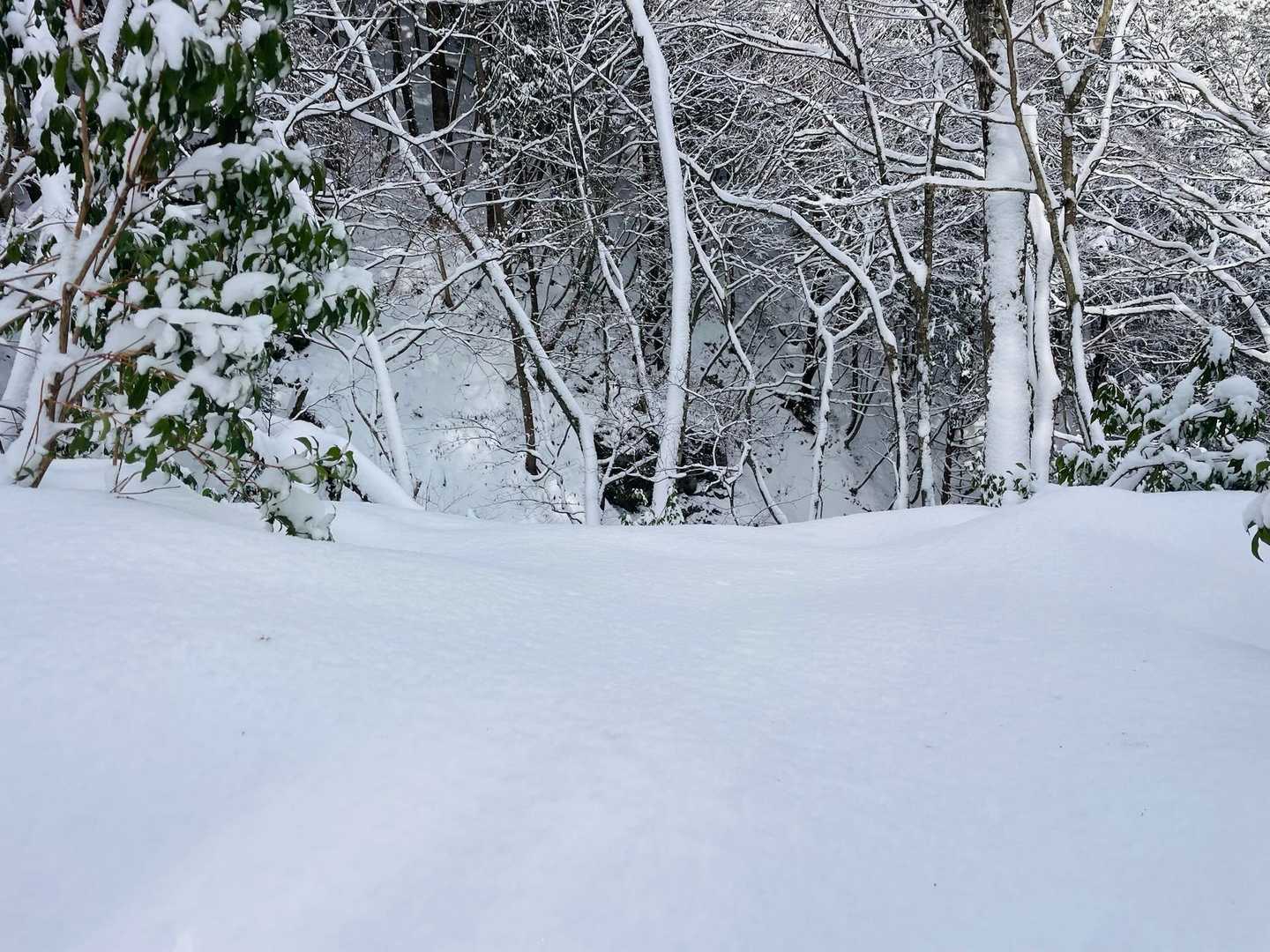 フカフカの雪です❄️