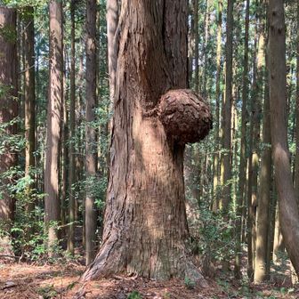 なんか……コブ？