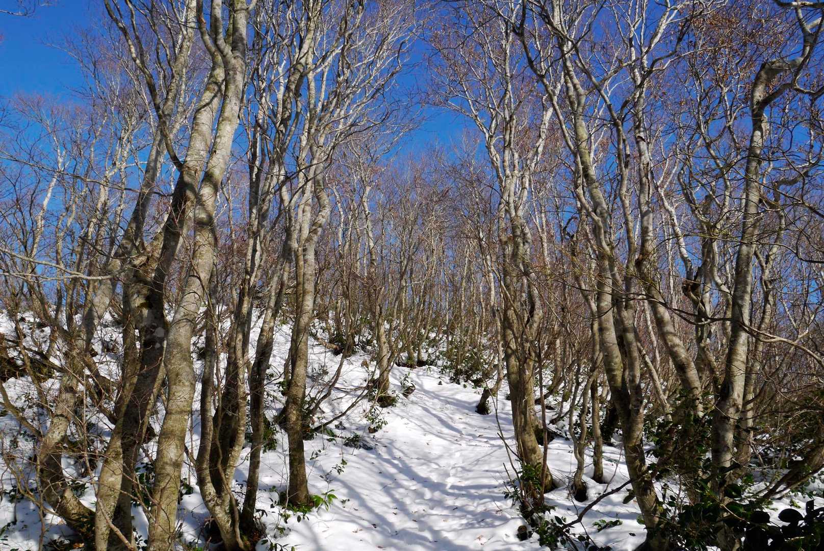 チェーンスパイクを装着して、危なげなく歩くことができました。