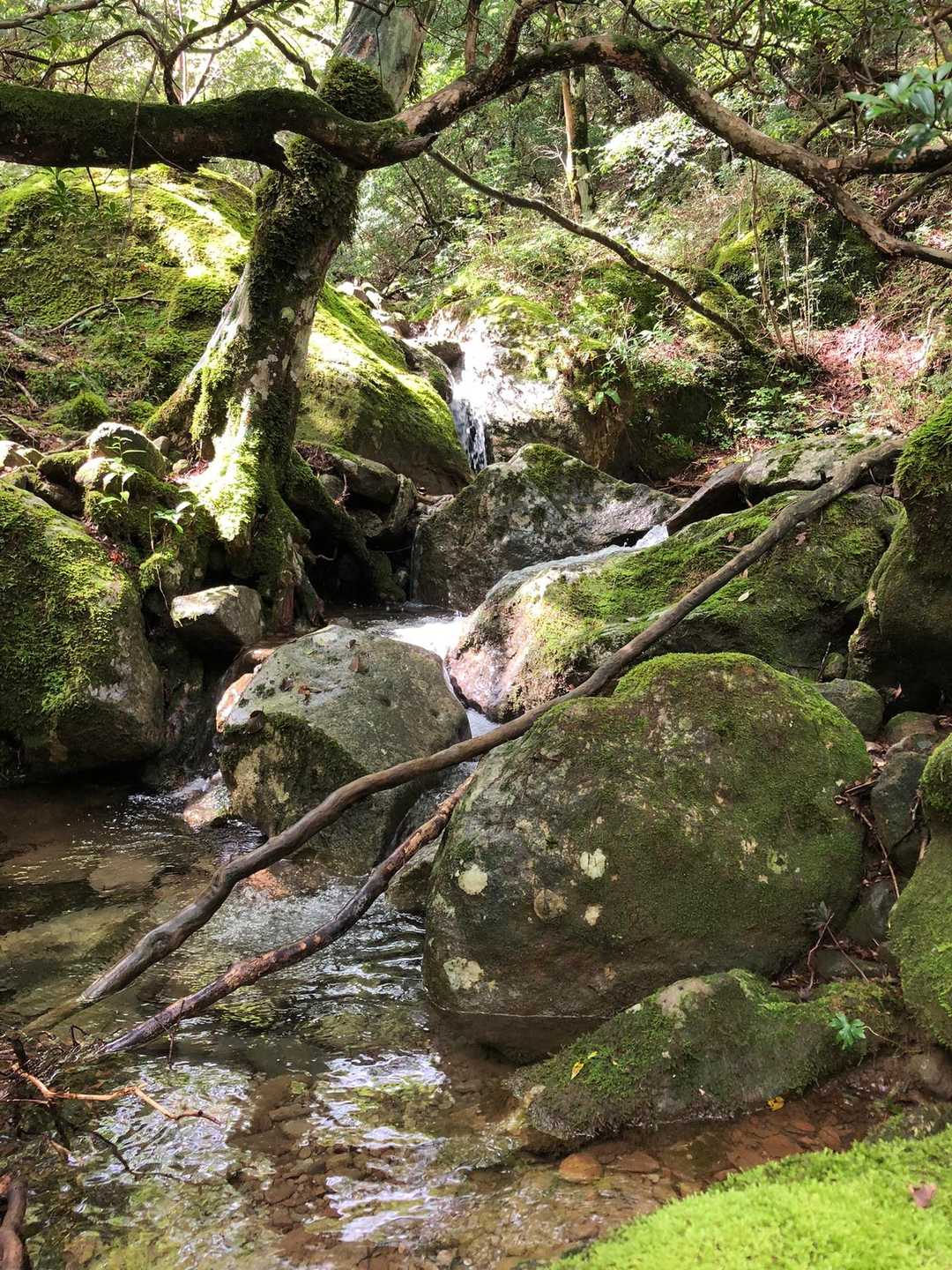 天城縦走登山口-万二郎岳 往復コースの写真