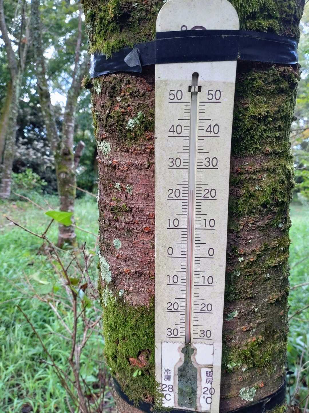 23.5℃晴れ時々曇り風あり
台風の影響は大きく
昨夜は随分涼しい夜だった
えおりあくんもお休み
憎まれっ子世に憚る
何を求めて足踏みするのか
台風はなかなかあっちへ行ってくれない
長い年月をかけて
自然をおざなりにし続けた人間の
翻弄されっ放しの姿を人嘲笑いたいのか