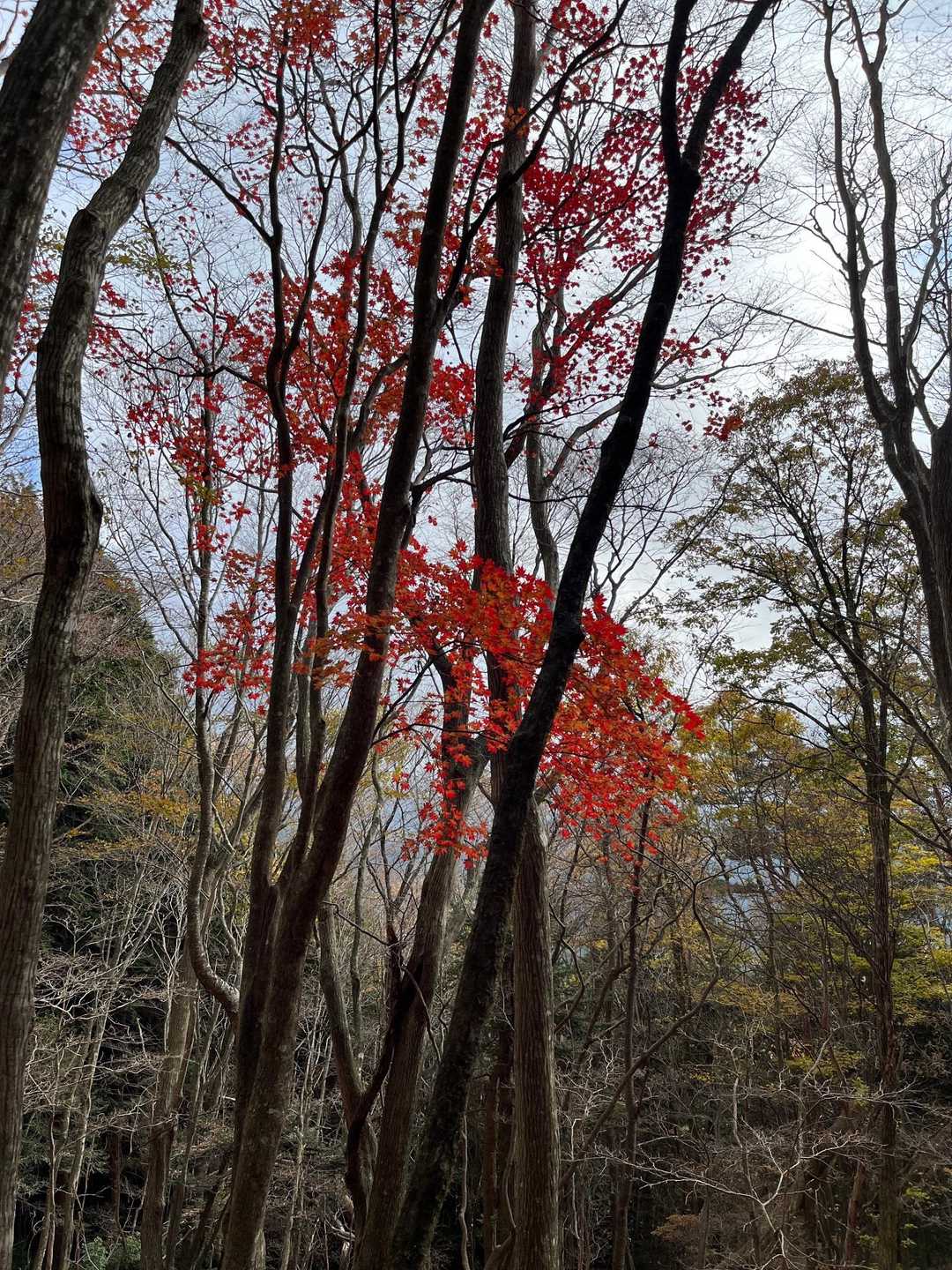 古町高山 登山口-古町高山 往復コースの写真