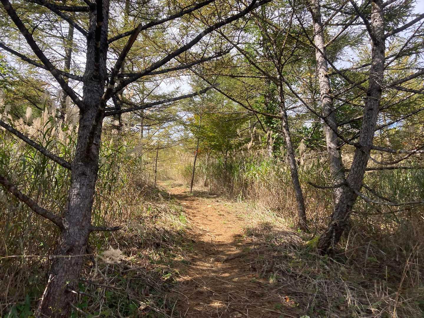 整ってはいるけれど…w
地味に一本調子の登りがきついw