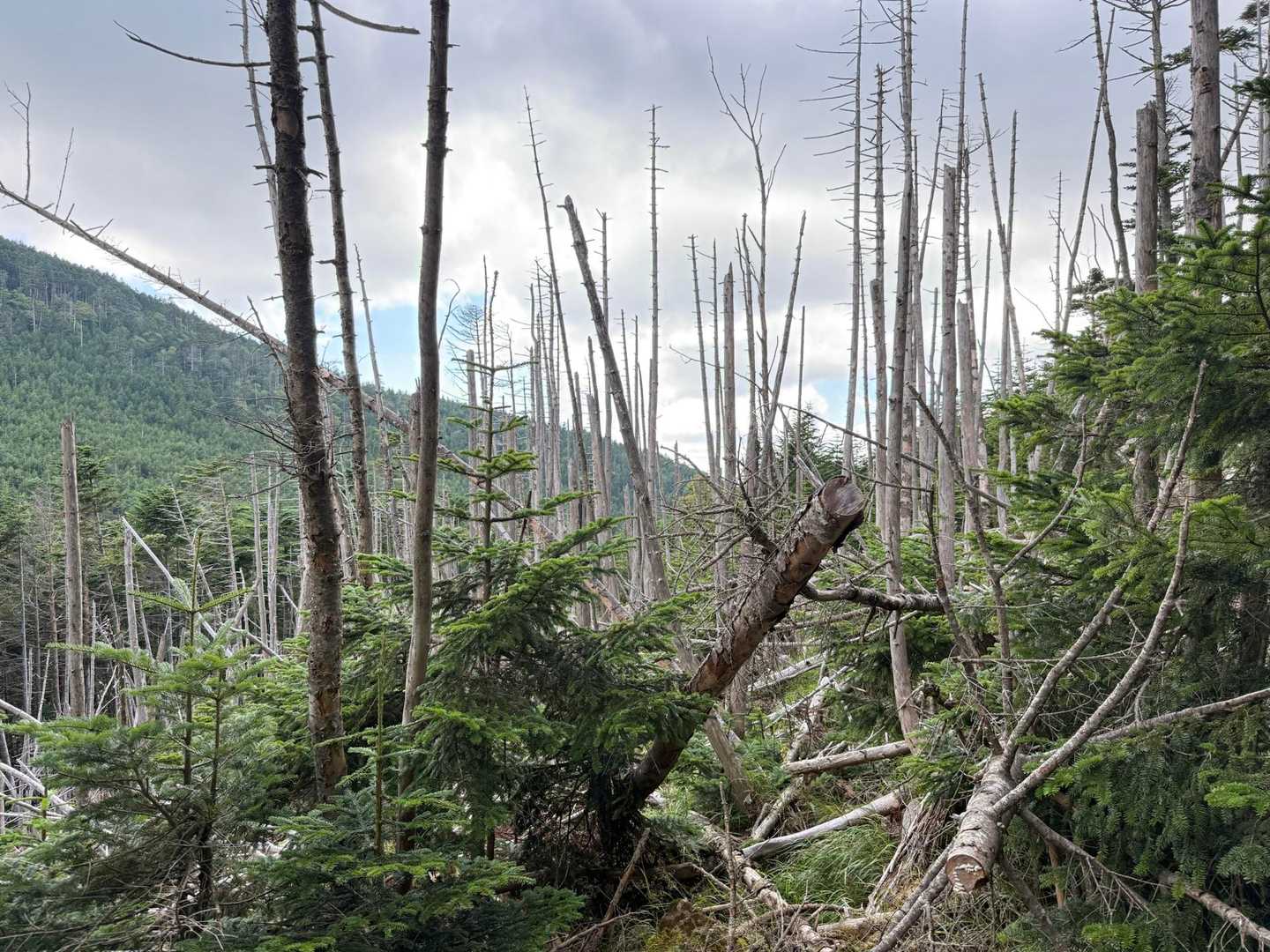 縞枯山の由来になってる枯れた木🌲
山頂付近の樹木が帯状に集団で枯れる「縞枯れ現象」立ち枯れた樹木の幹が等高線方向に白い縞模様となって遠景に浮かび上がりその見た目から名付けられたとの事⛰️