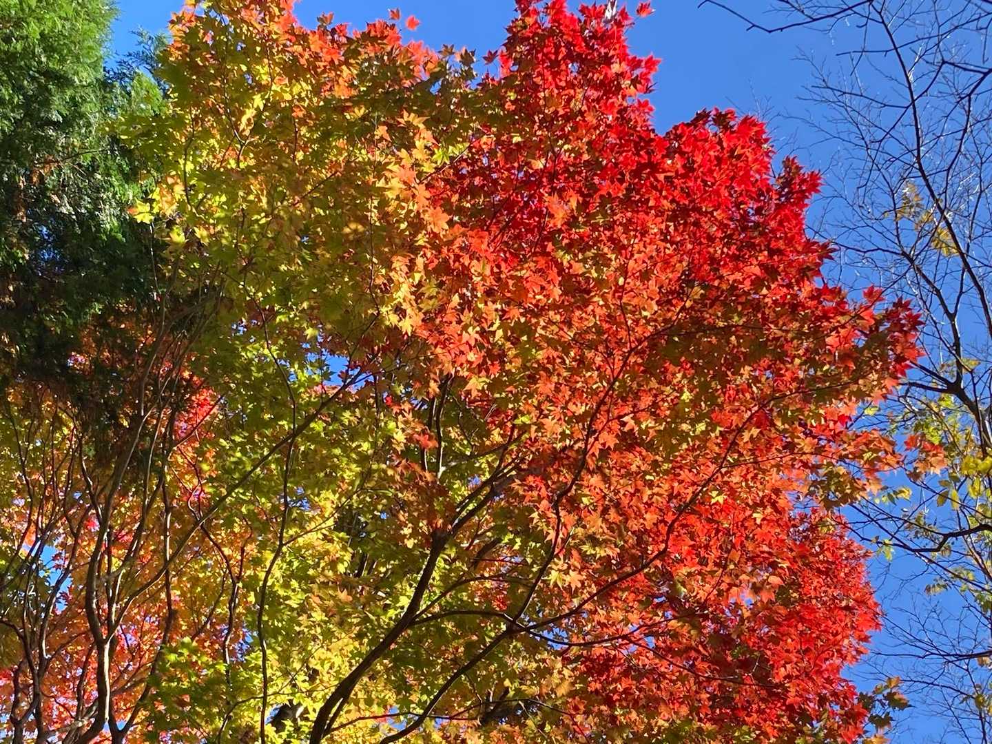 今日一の紅葉🍁