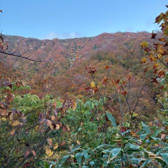 夜明けの紅葉