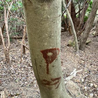 プロペラ岩へ行くには、道なりではなく、このマークの木を左へ。