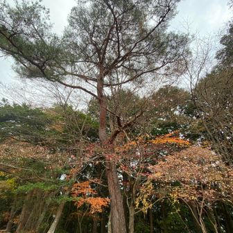 3代目　一本松🌲