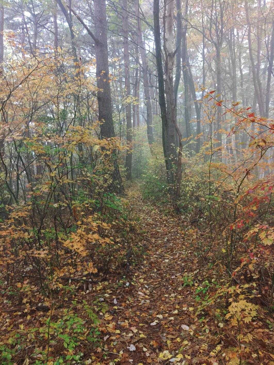 大城山登山口-大城山 往復コースの写真