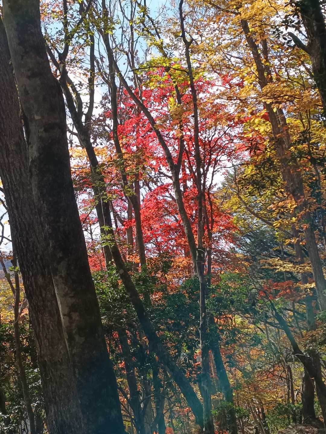 武甲山御嶽神社 一ノ鳥居-妻坂峠-横倉山-ウノタワ 往復コースの写真
