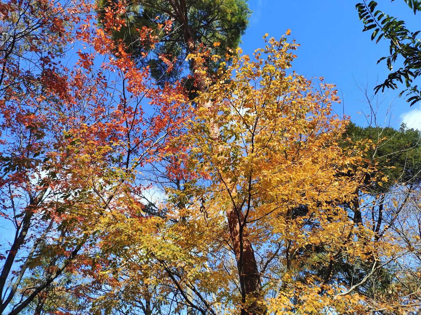 助川山 周回コースの写真