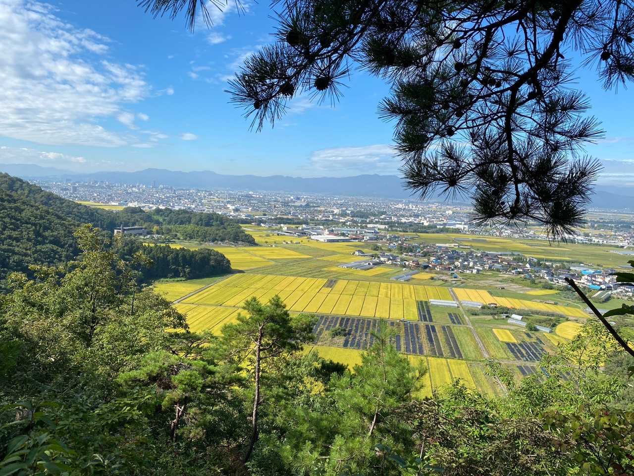 稲🌾がきれい✨