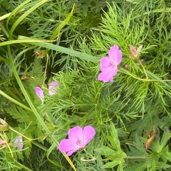 ハクサンフウロ🌸
