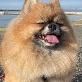 ポメラニアン　マロン