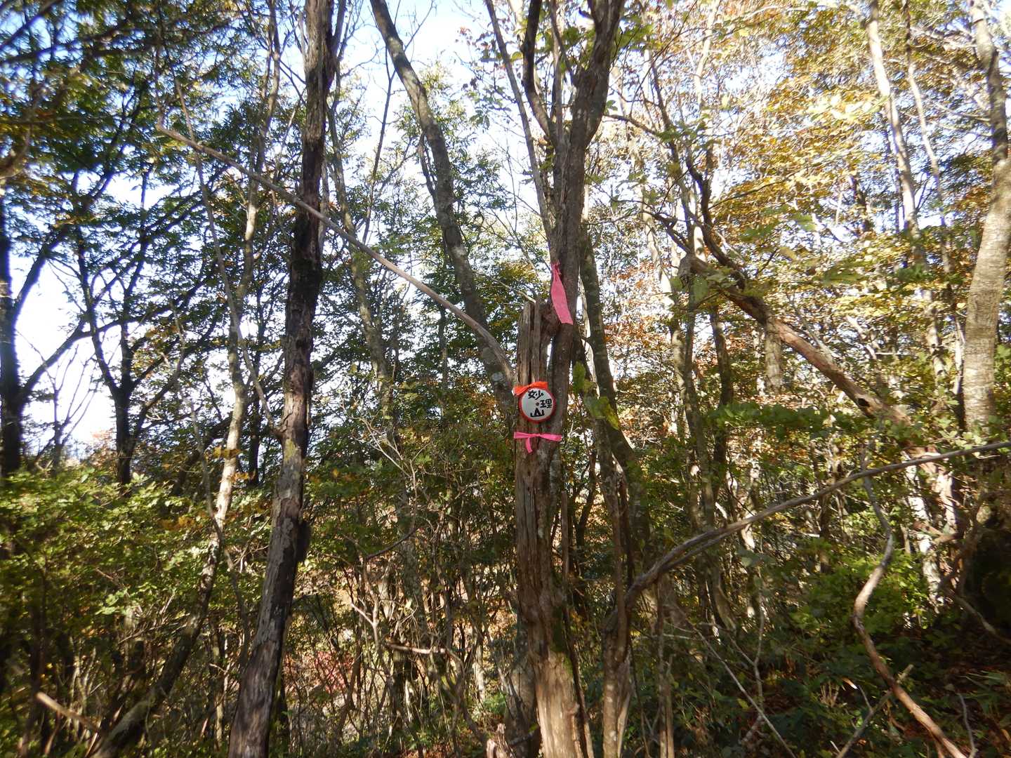 今日の最高点・妙理山（みょうりやま）901.5ｍ。　山頂表示はこれだけ。