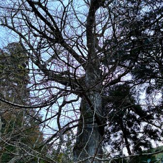 お葉つきイチョウもすっかり葉を落としている。