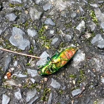 タマムシが死んでいた。