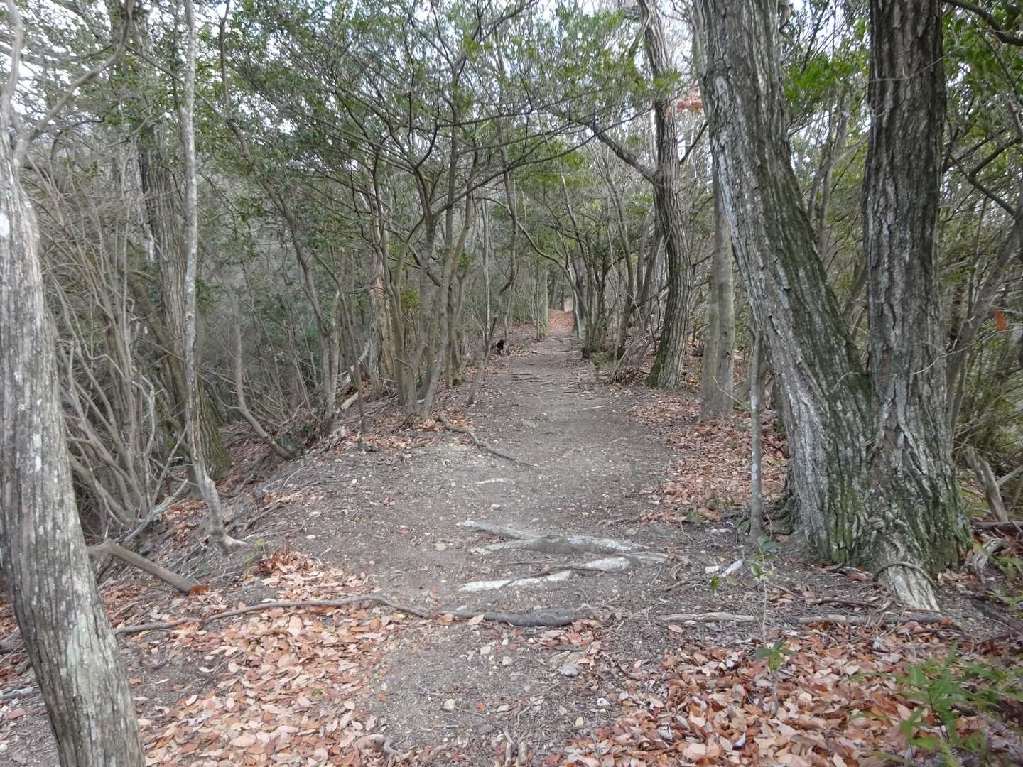 真っ直ぐな尾根道を進みます