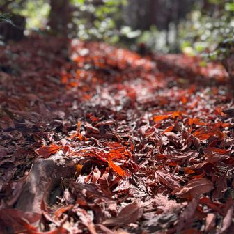 落ち葉🍂 木漏れ日がさして 綺麗な道✨