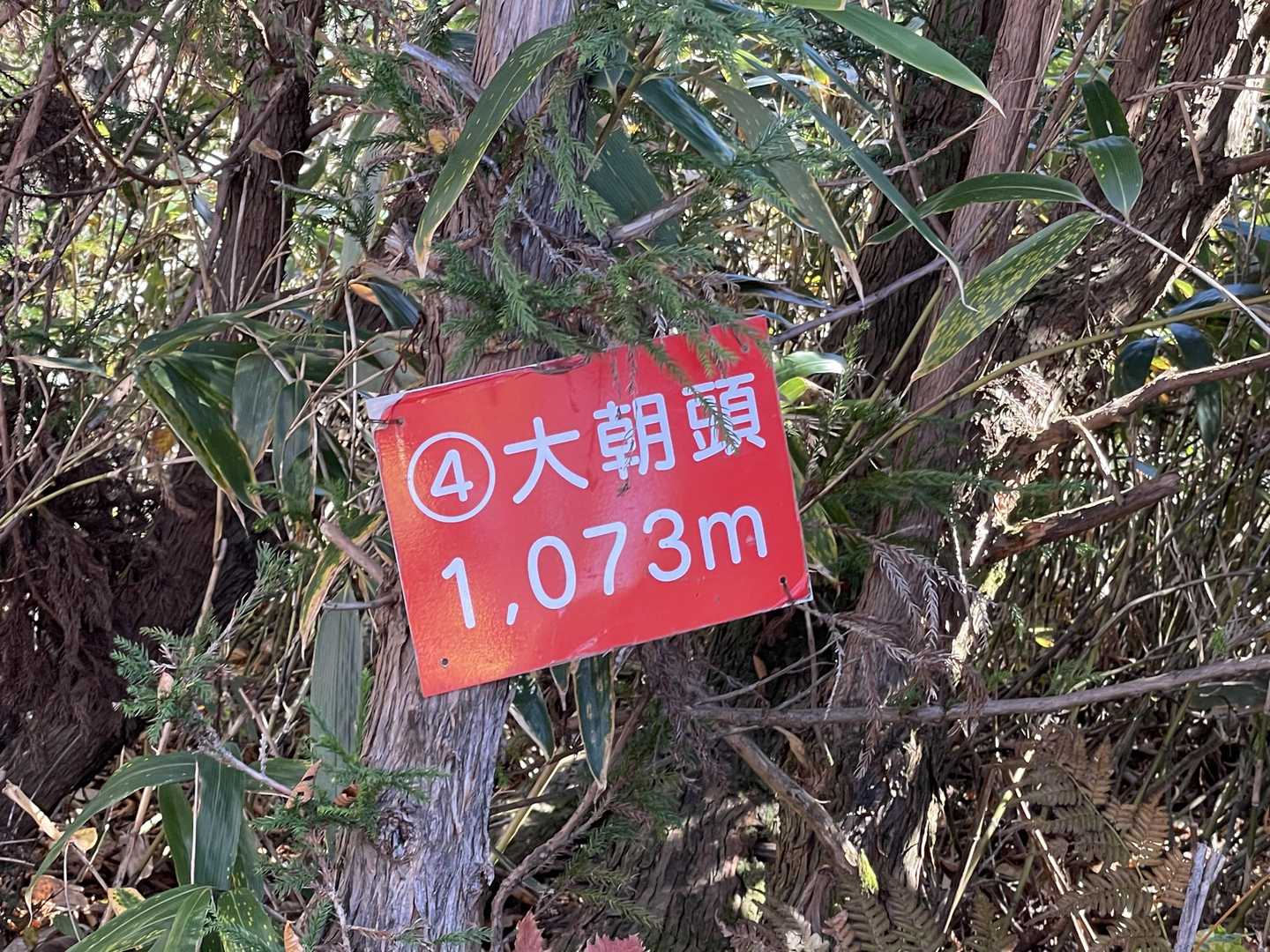 大朝頭到着