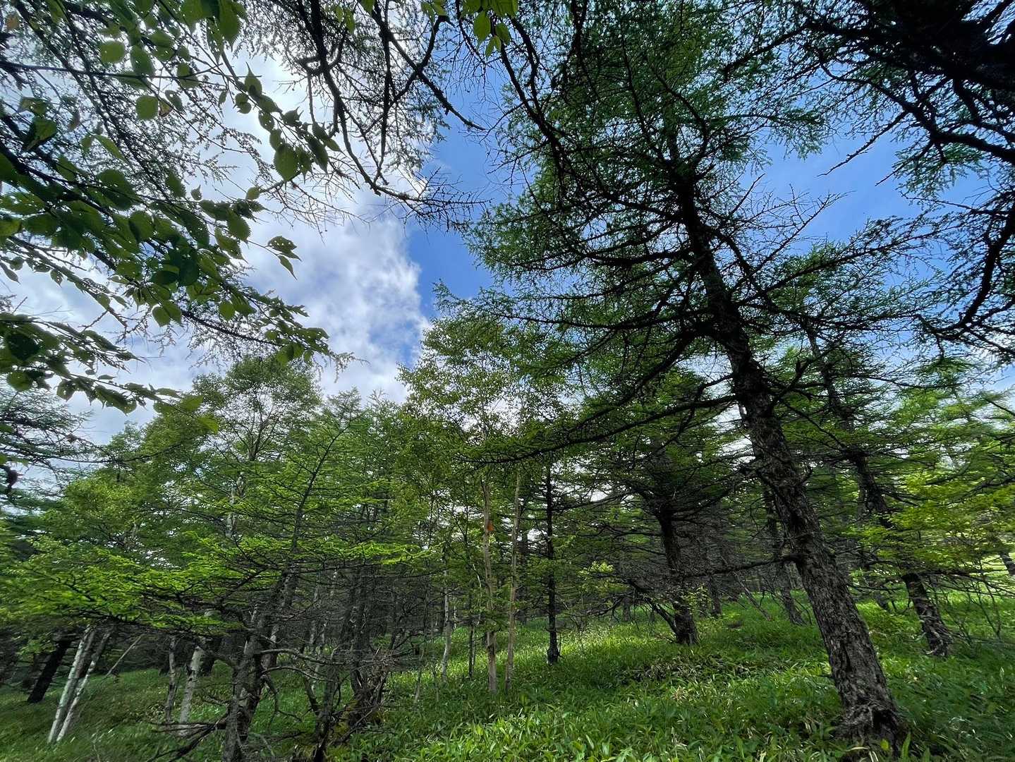 池ノ平湿原入口-雷の丘-雲上の丘-見晴岳-三方ヶ峰-鏡池 周回コースの写真