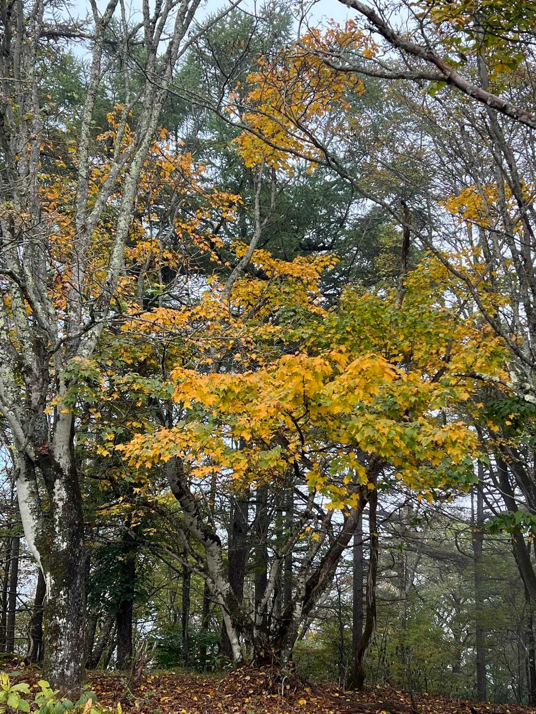 北コース入口-赤久縄山 往復コースの写真