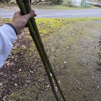 この竹のおかげで疲労はなんともない👏あざした👏