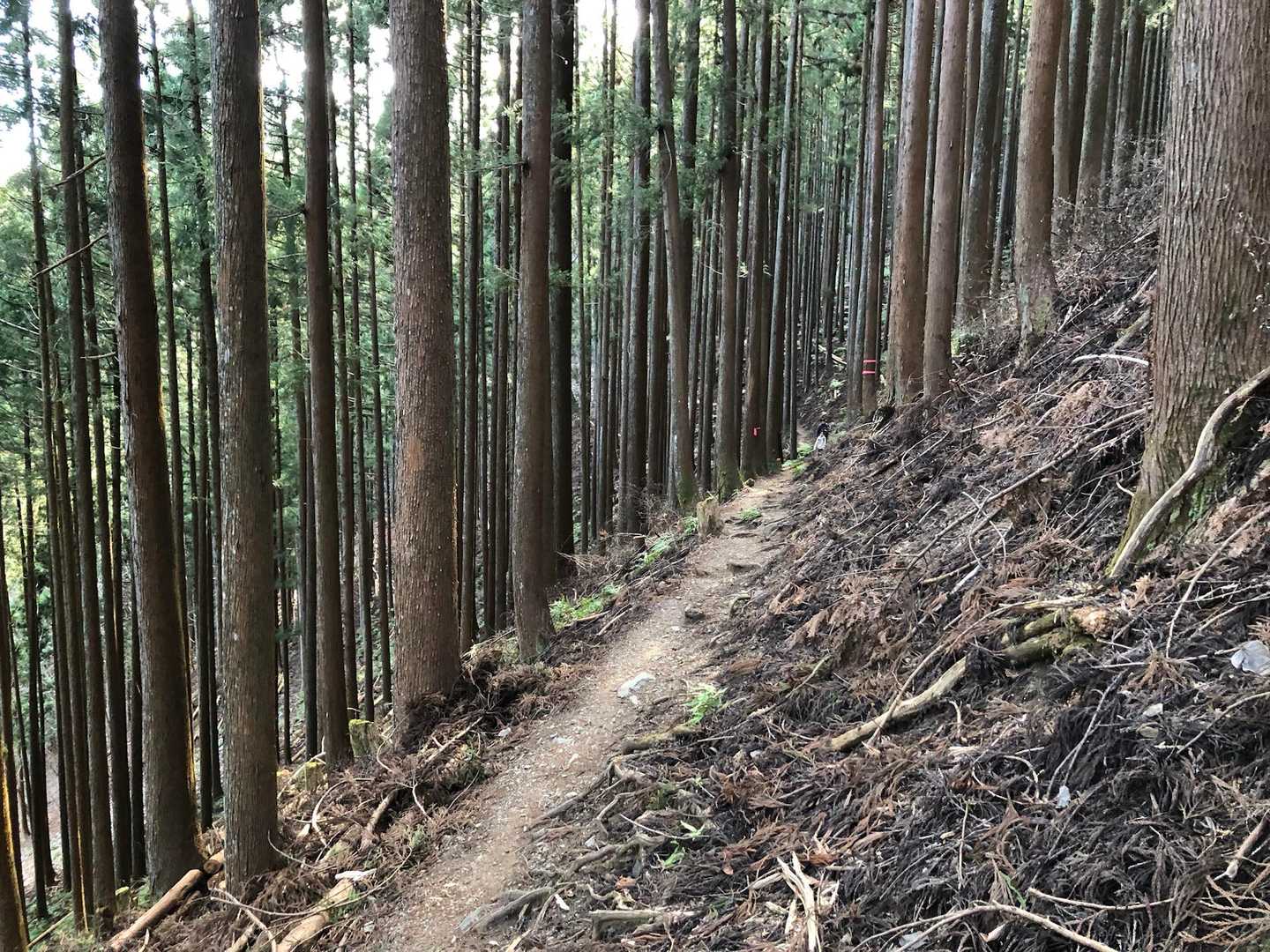 ずっとこんな道。