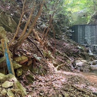 紅葉谷道から渡渉し砂防ダム手前の青の杭を目印に白石滝に向かう、ここから踏み跡と地図をしっかり確認して充分注意