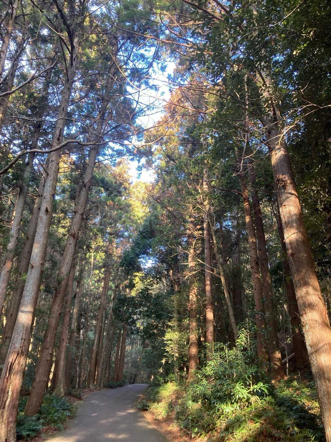 天の岩戸-逢坂峠-逢坂山 往復コースの写真