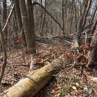 時枝山下山は本当にひどい。
倒木祭りから始まって…