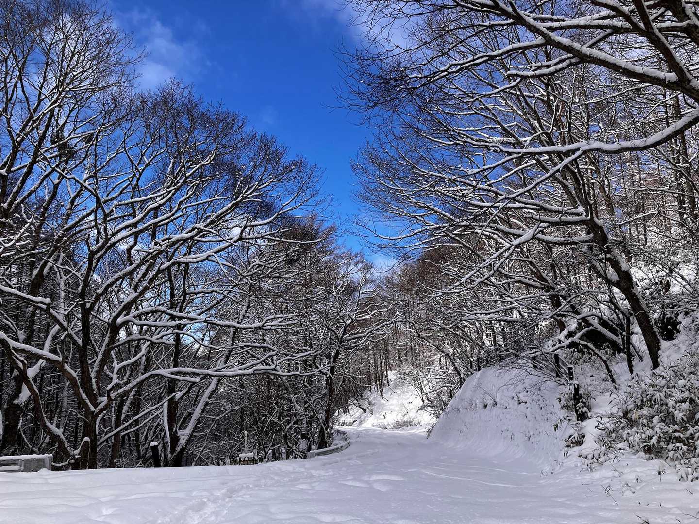 途中、交差する林道はこの通り。