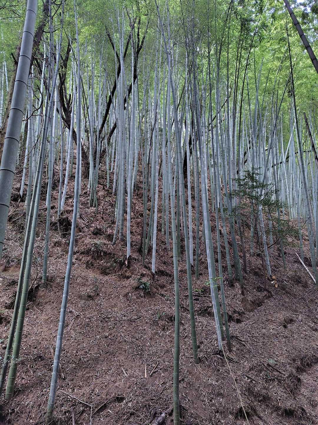 お山区間へ突入ですね。
まずは竹林コーナー🎋